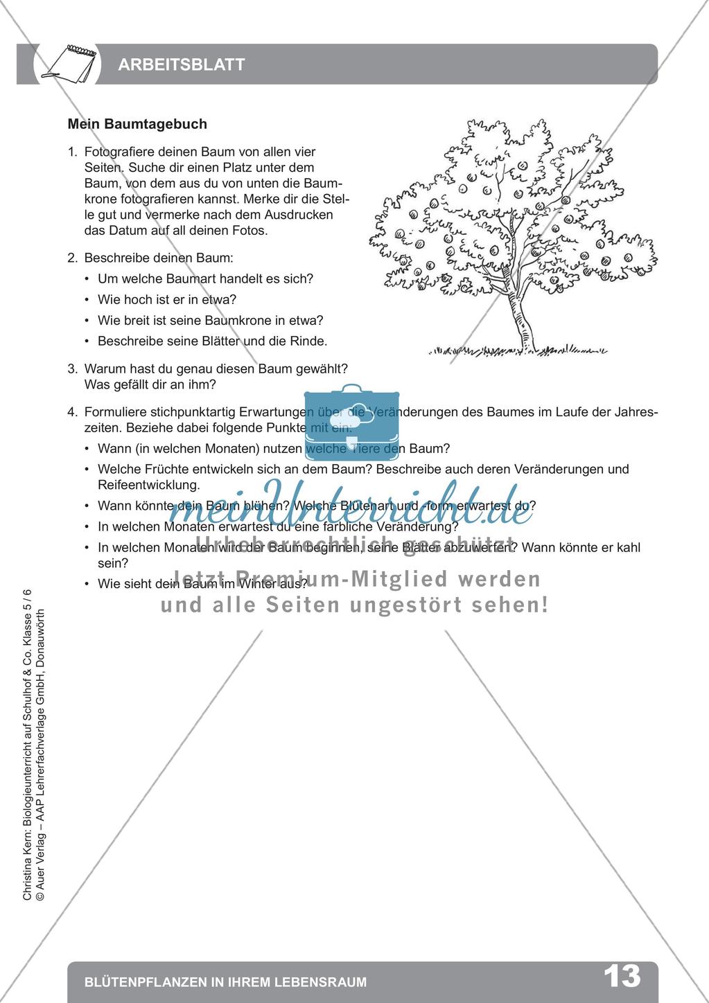Biologieunterricht auf dem Schulhof - Blütenpflanzen in ihrem Lebensraum Preview 15