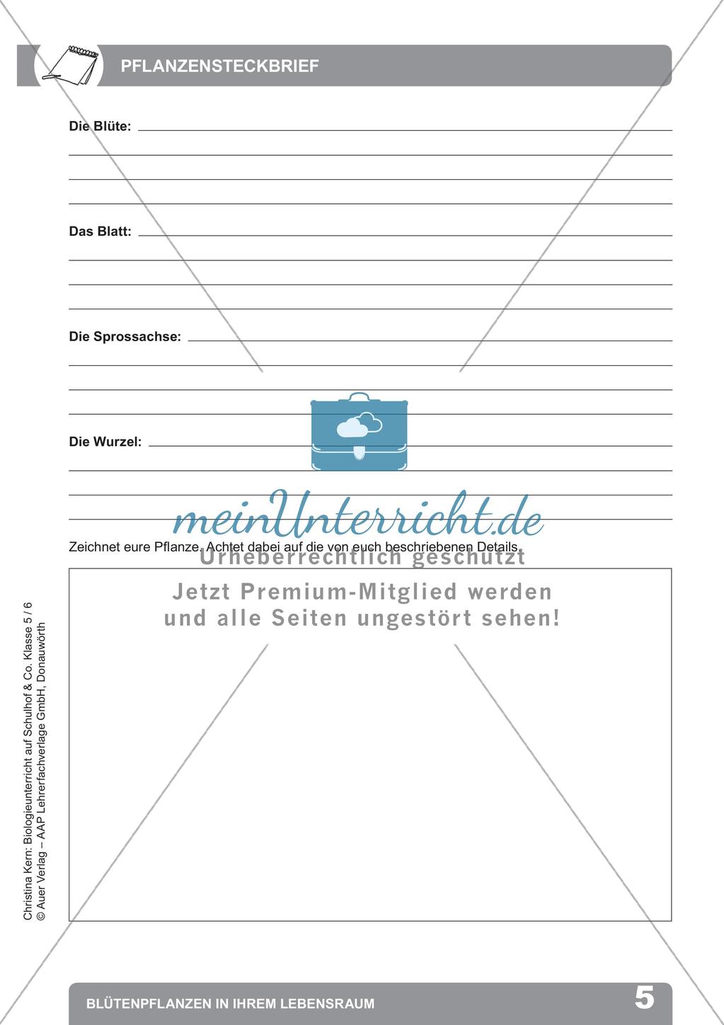 Biologieunterricht auf dem Schulhof - Blütenpflanzen in ihrem Lebensraum Preview 7