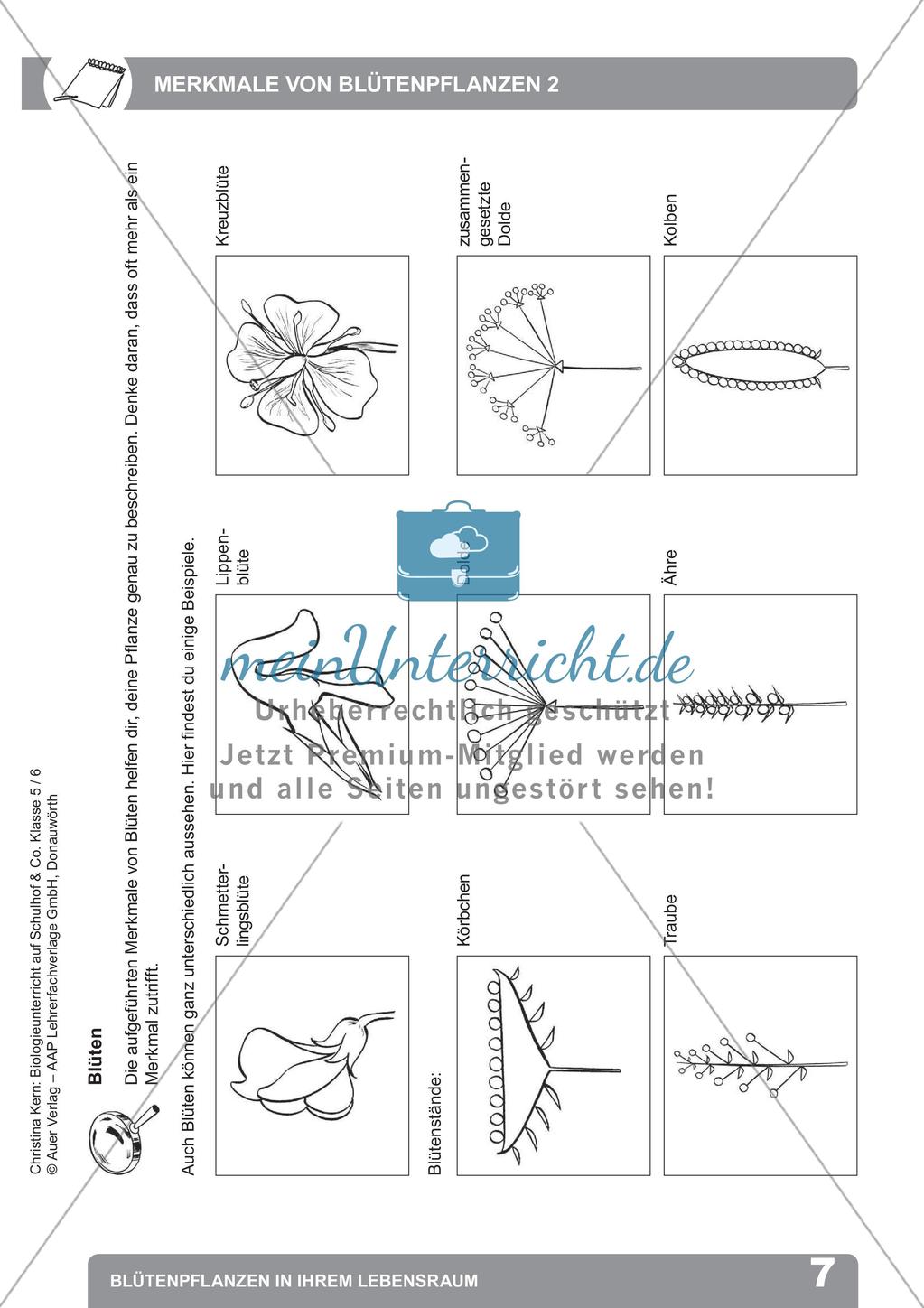 Biologieunterricht auf dem Schulhof - Blütenpflanzen in ihrem Lebensraum Preview 9