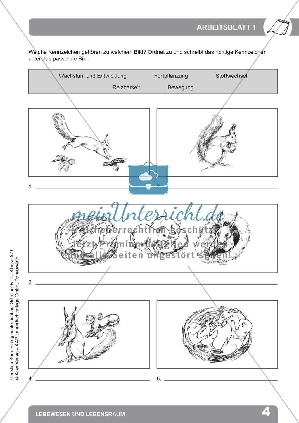 Biologieunterricht auf dem Schulhof - Lebewesen und Lebensraum Preview 6