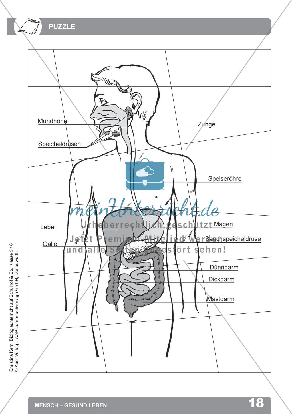 Biologieunterricht auf dem Schulhof - Mensch: Gesund leben Preview 20