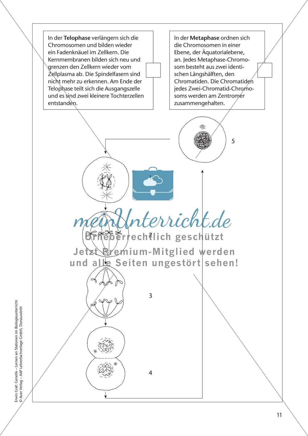 Genetik an Stationen: Grundlagen der Genetik Preview 13