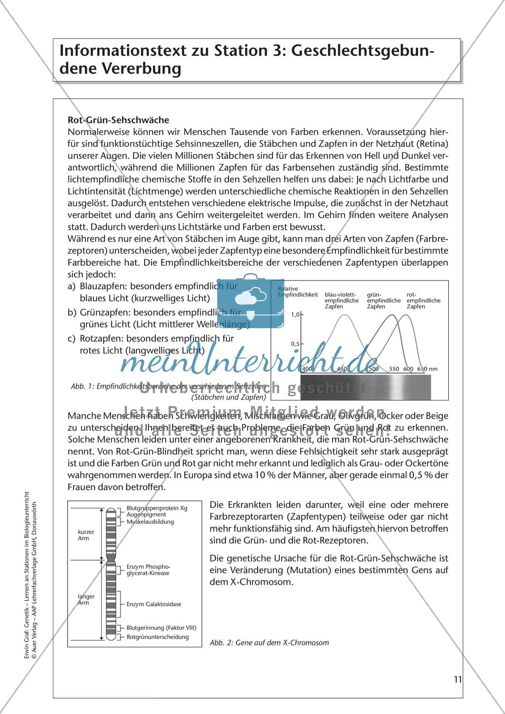 Genetik an Stationen: Vererbung von Merkmalen Preview 13