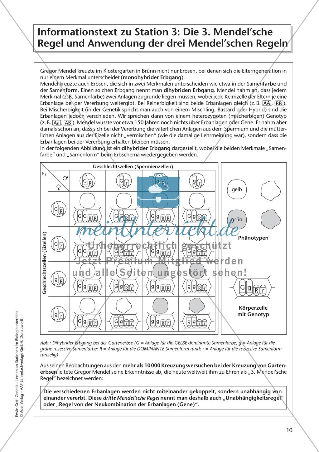 Genetik an Stationen: Regeln und Mechanismen Preview 12