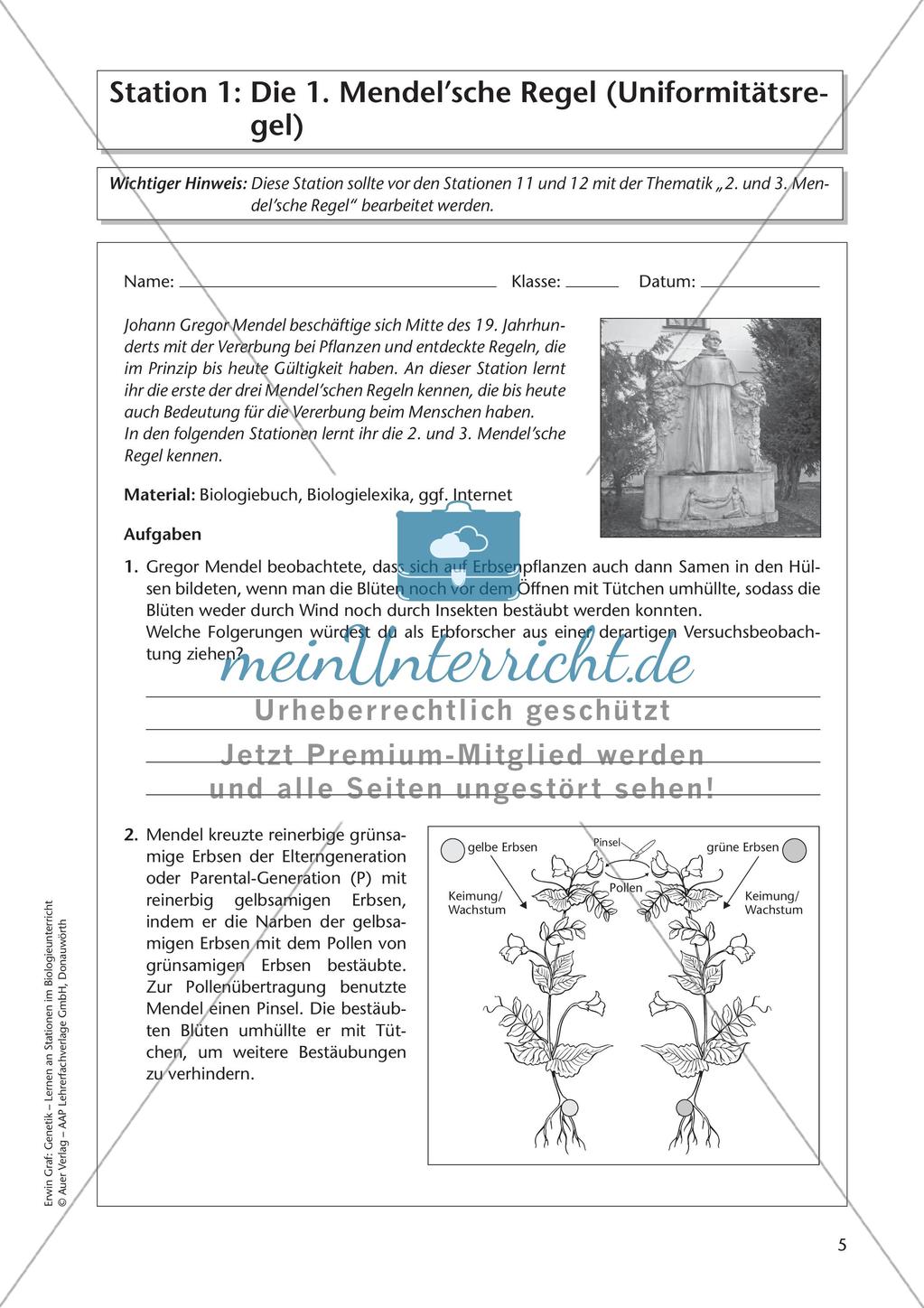 Genetik an Stationen: Regeln und Mechanismen Preview 7