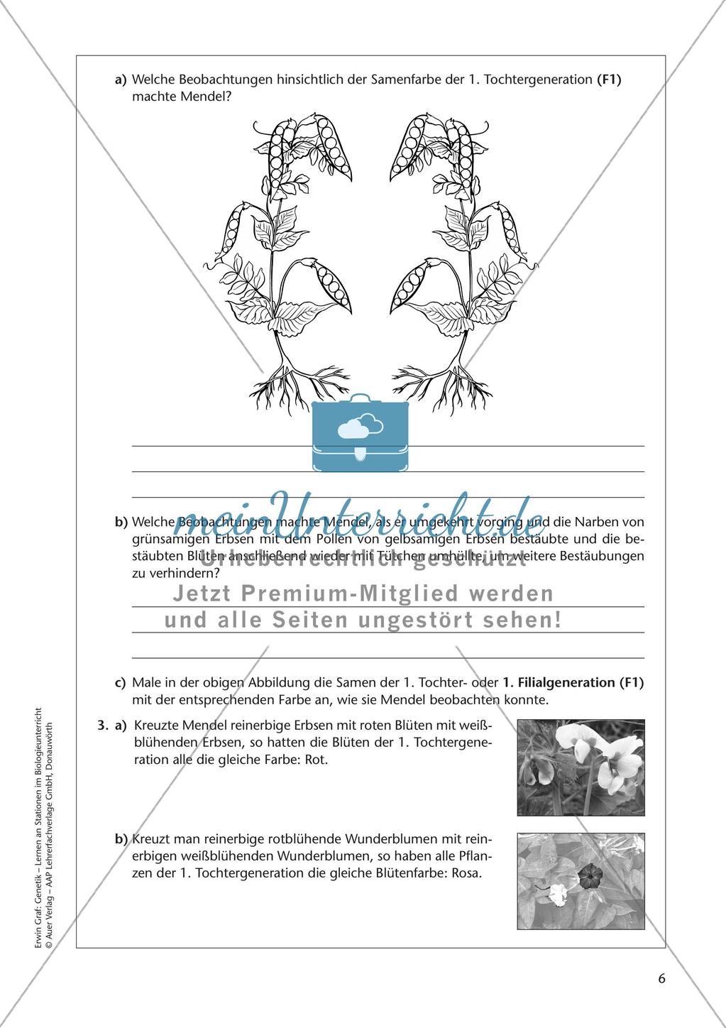 Genetik an Stationen: Regeln und Mechanismen Preview 8