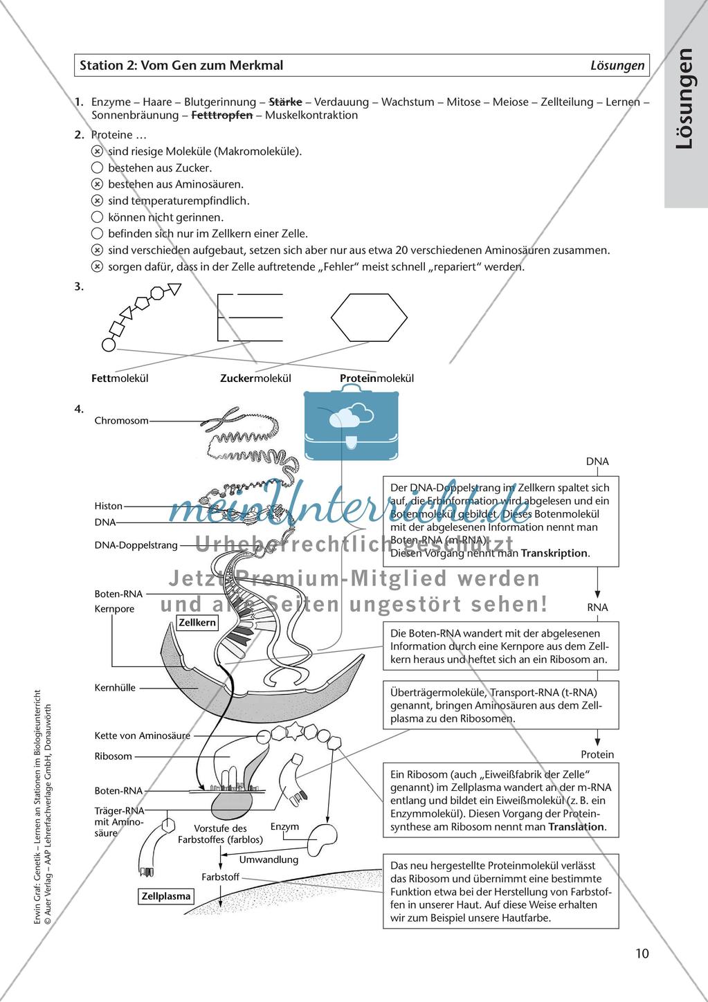 Genetik an Stationen: DNA Preview 12