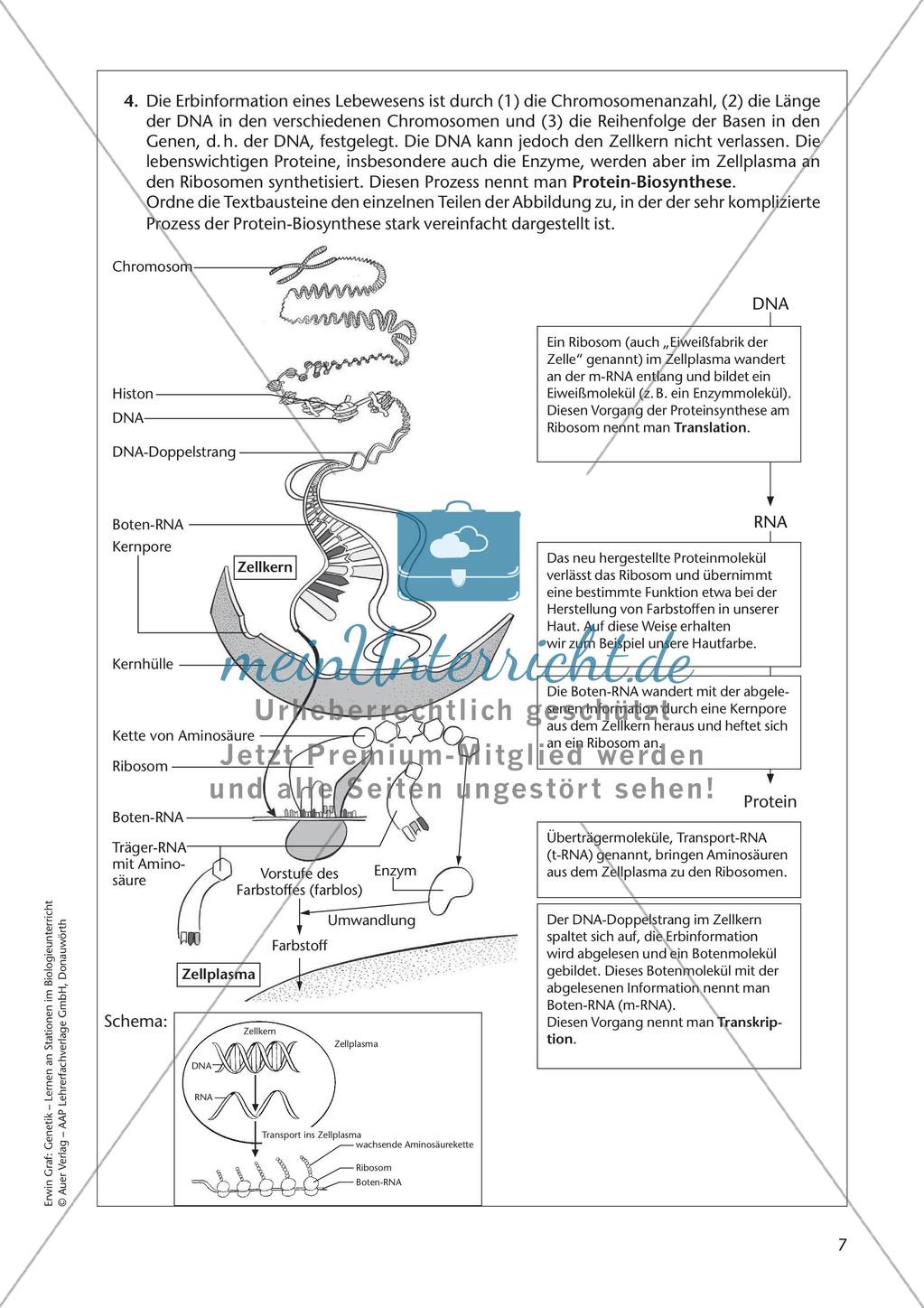 Genetik an Stationen: DNA Preview 9