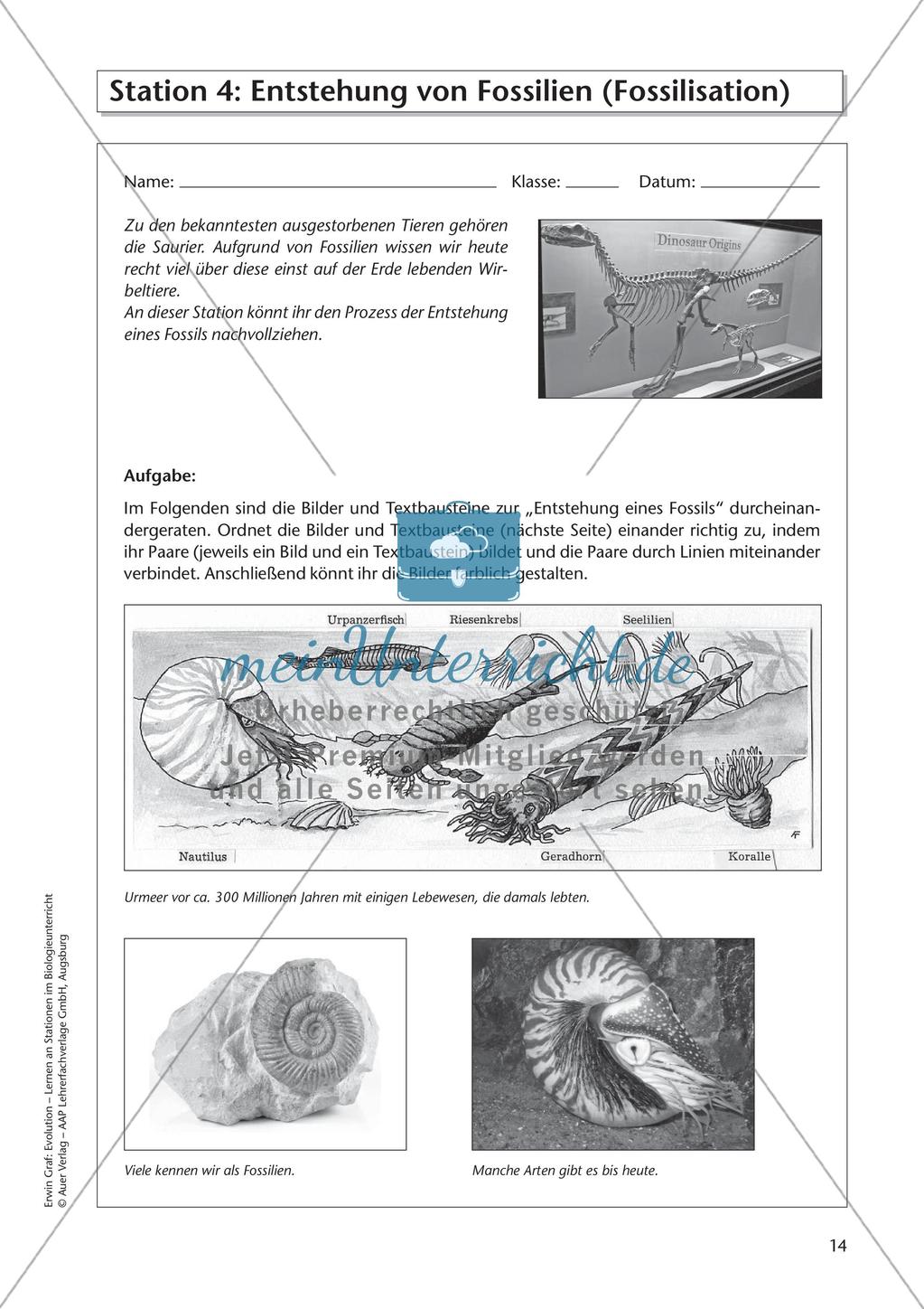 Evolution an Stationen - Die Frühzeit der Erde und Fossilien Preview 16
