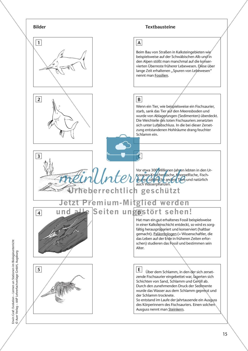 Evolution an Stationen - Die Frühzeit der Erde und Fossilien Preview 17
