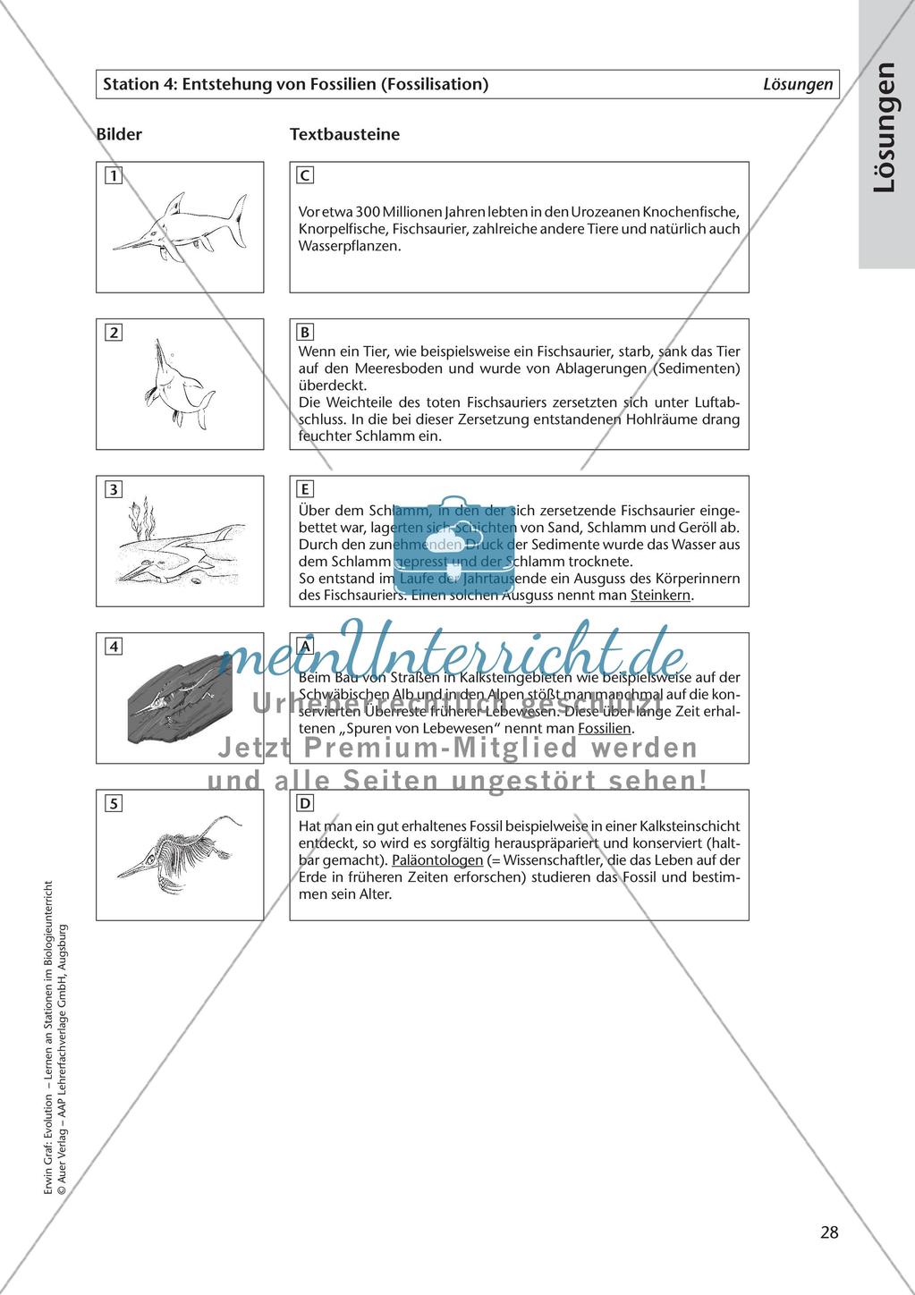 Evolution an Stationen - Die Frühzeit der Erde und Fossilien Preview 30