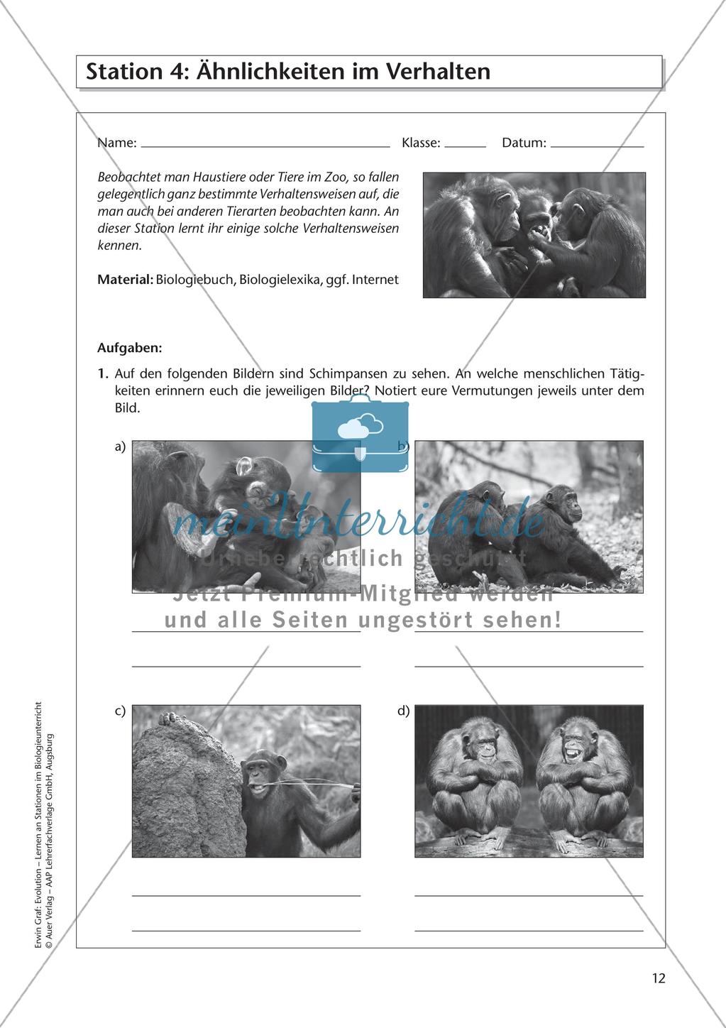 Evolution an Stationen - Ähnlichkeiten und Verwandtschaften Preview 14