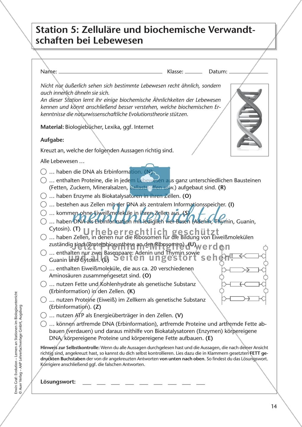 Evolution an Stationen - Ähnlichkeiten und Verwandtschaften Preview 16