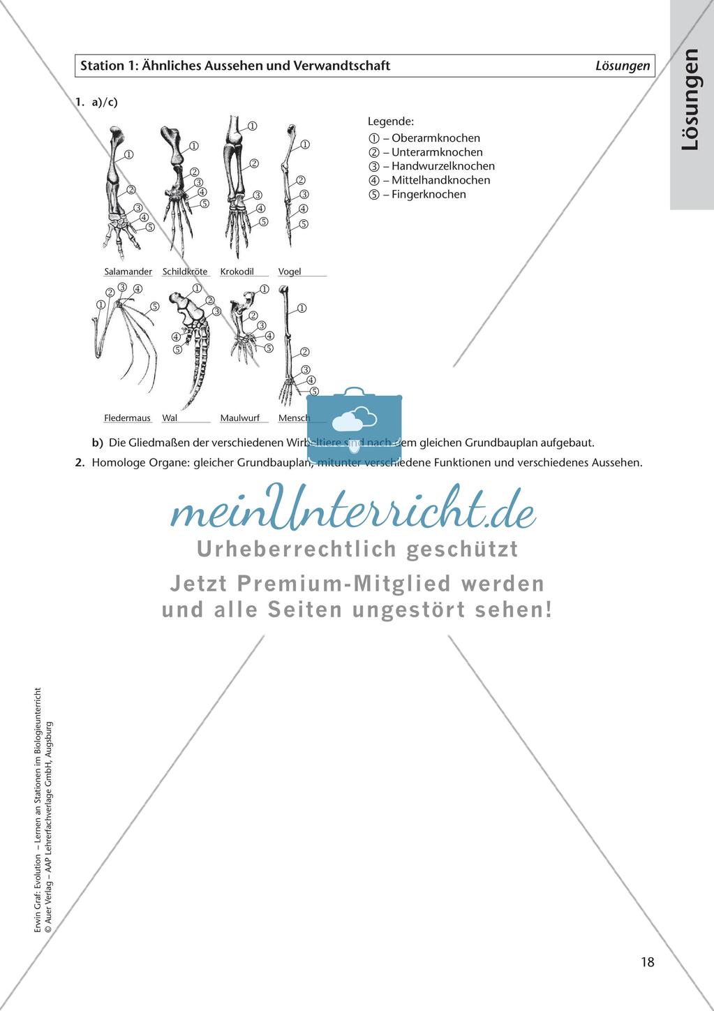 Evolution an Stationen - Ähnlichkeiten und Verwandtschaften Preview 20