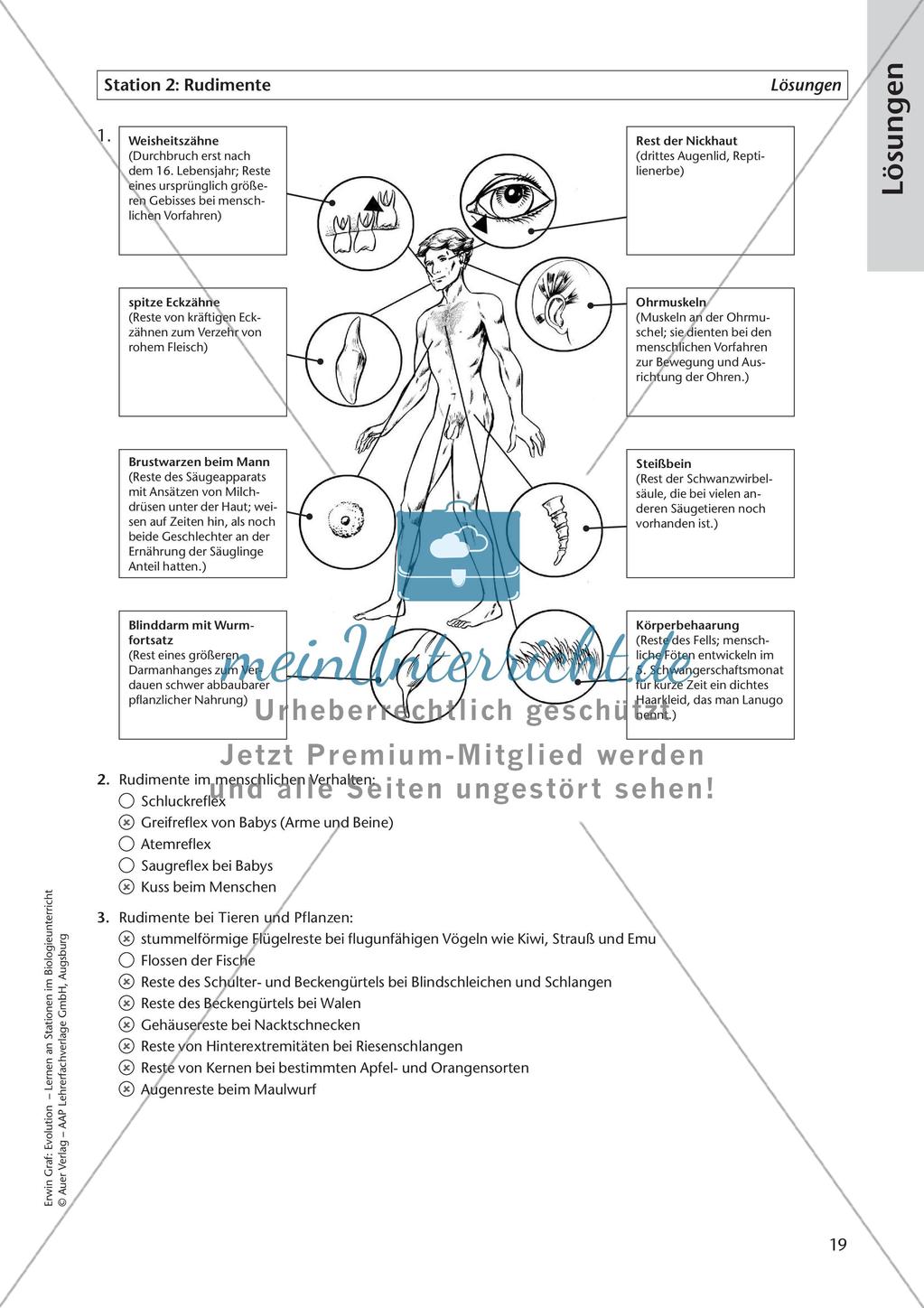 Evolution an Stationen - Ähnlichkeiten und Verwandtschaften Preview 21