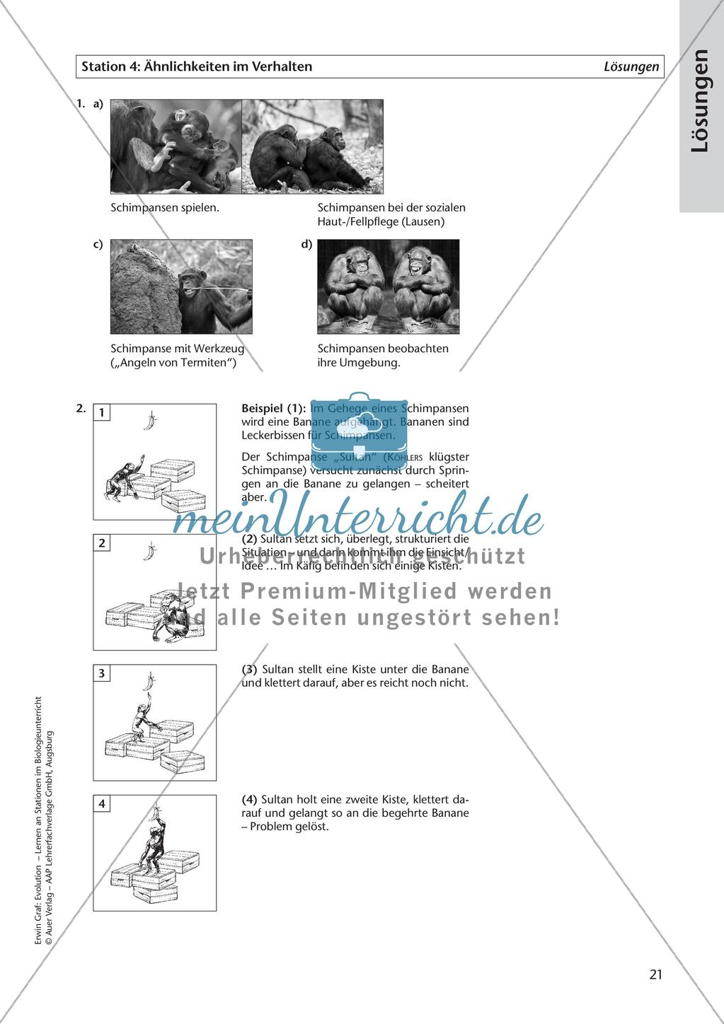 Evolution an Stationen - Ähnlichkeiten und Verwandtschaften Preview 23