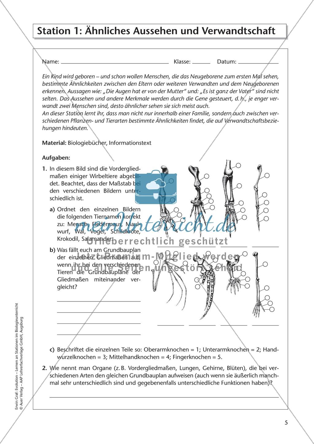 Evolution an Stationen - Ähnlichkeiten und Verwandtschaften Preview 7