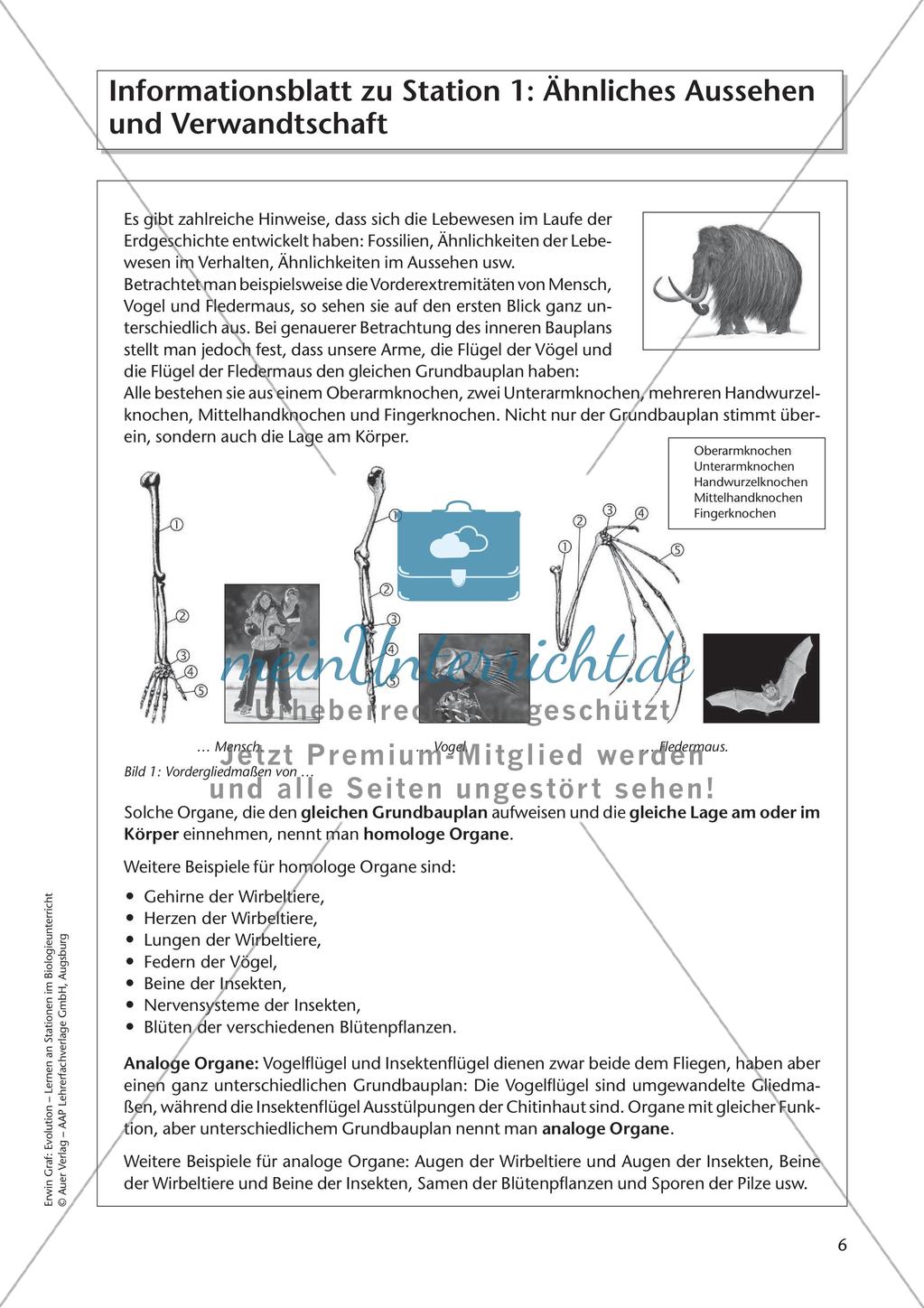 Evolution an Stationen - Ähnlichkeiten und Verwandtschaften Preview 8