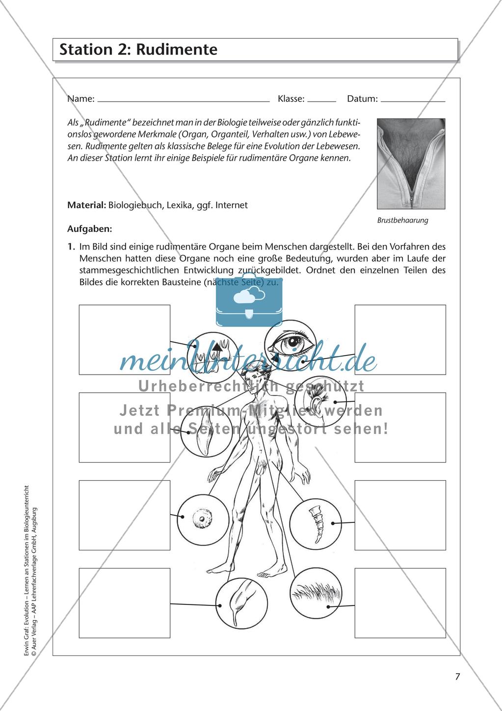 Evolution an Stationen - Ähnlichkeiten und Verwandtschaften Preview 9