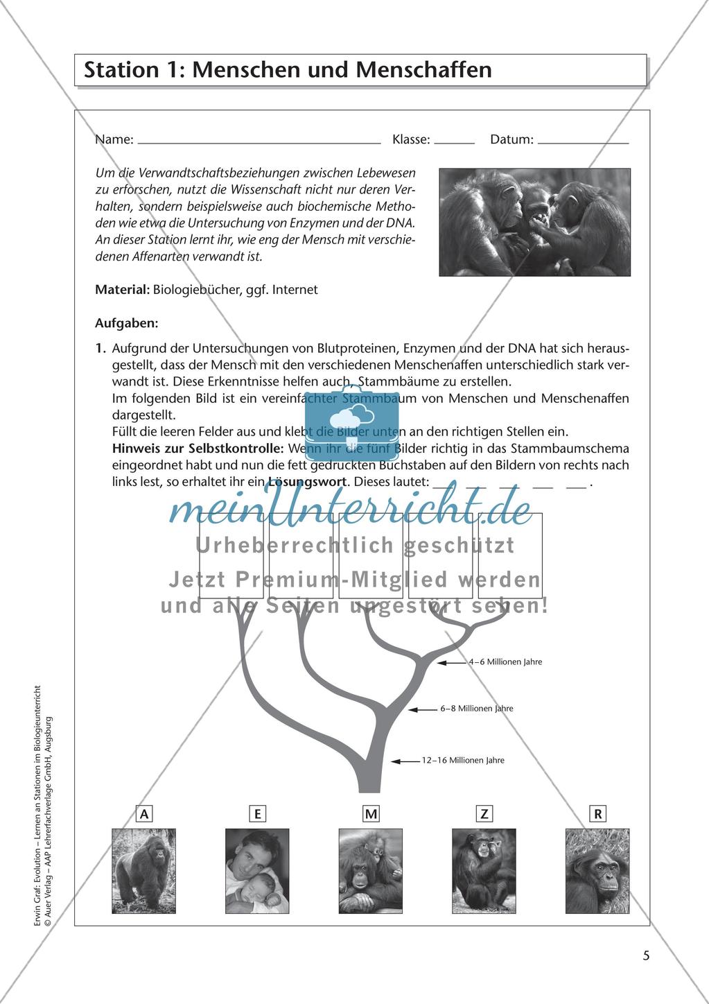 Evolution an Stationen - Die Geschichte des Menschen Preview 7