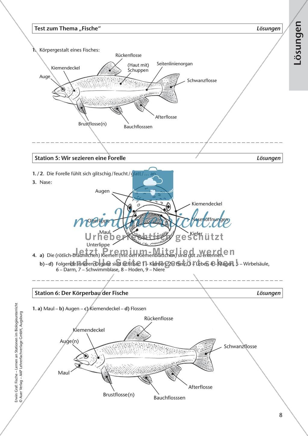 Der Körperbau der Fische Preview 10