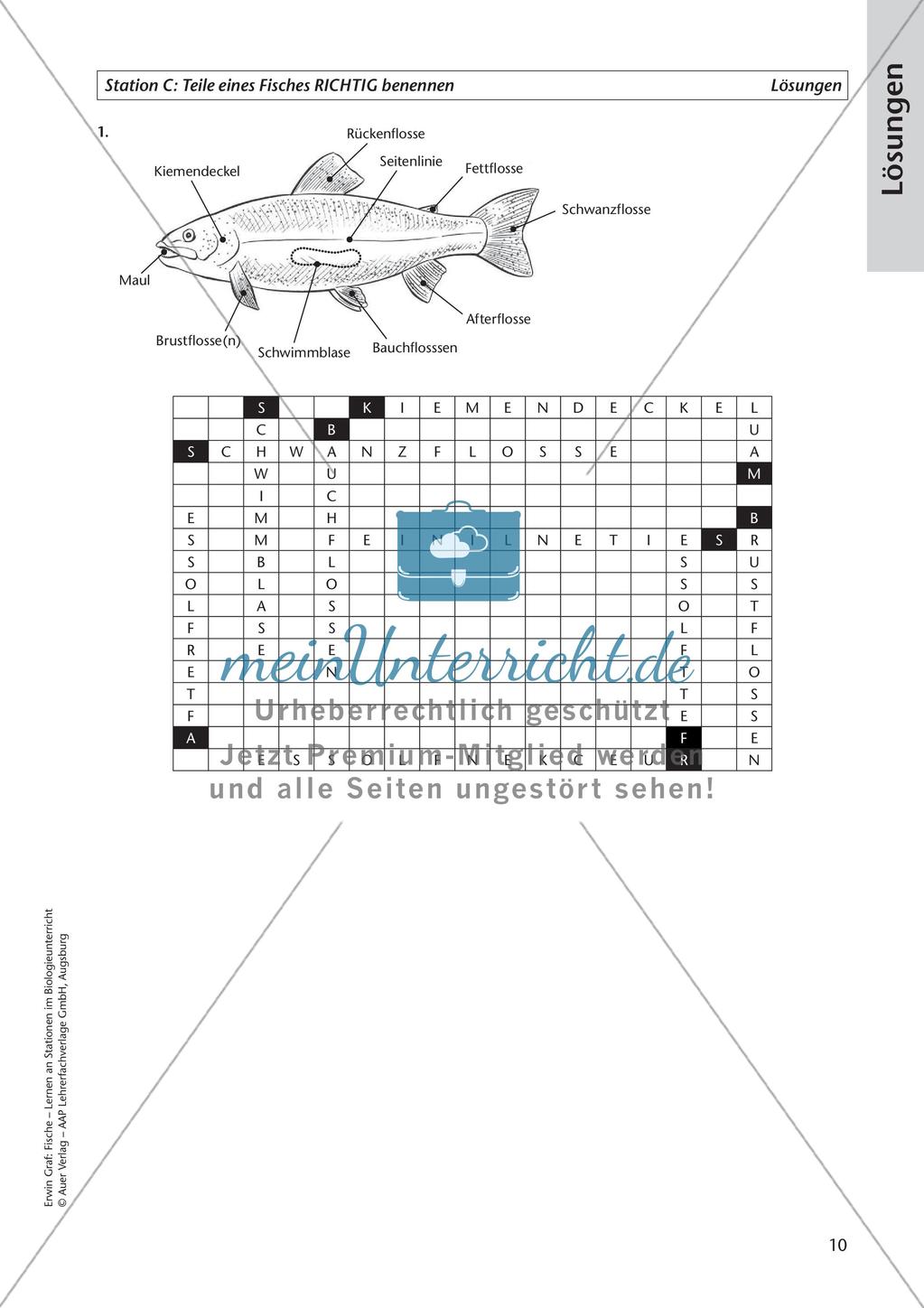 Der Körperbau der Fische Preview 12