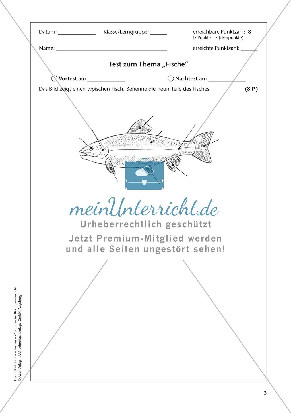 Der Körperbau der Fische Preview 5
