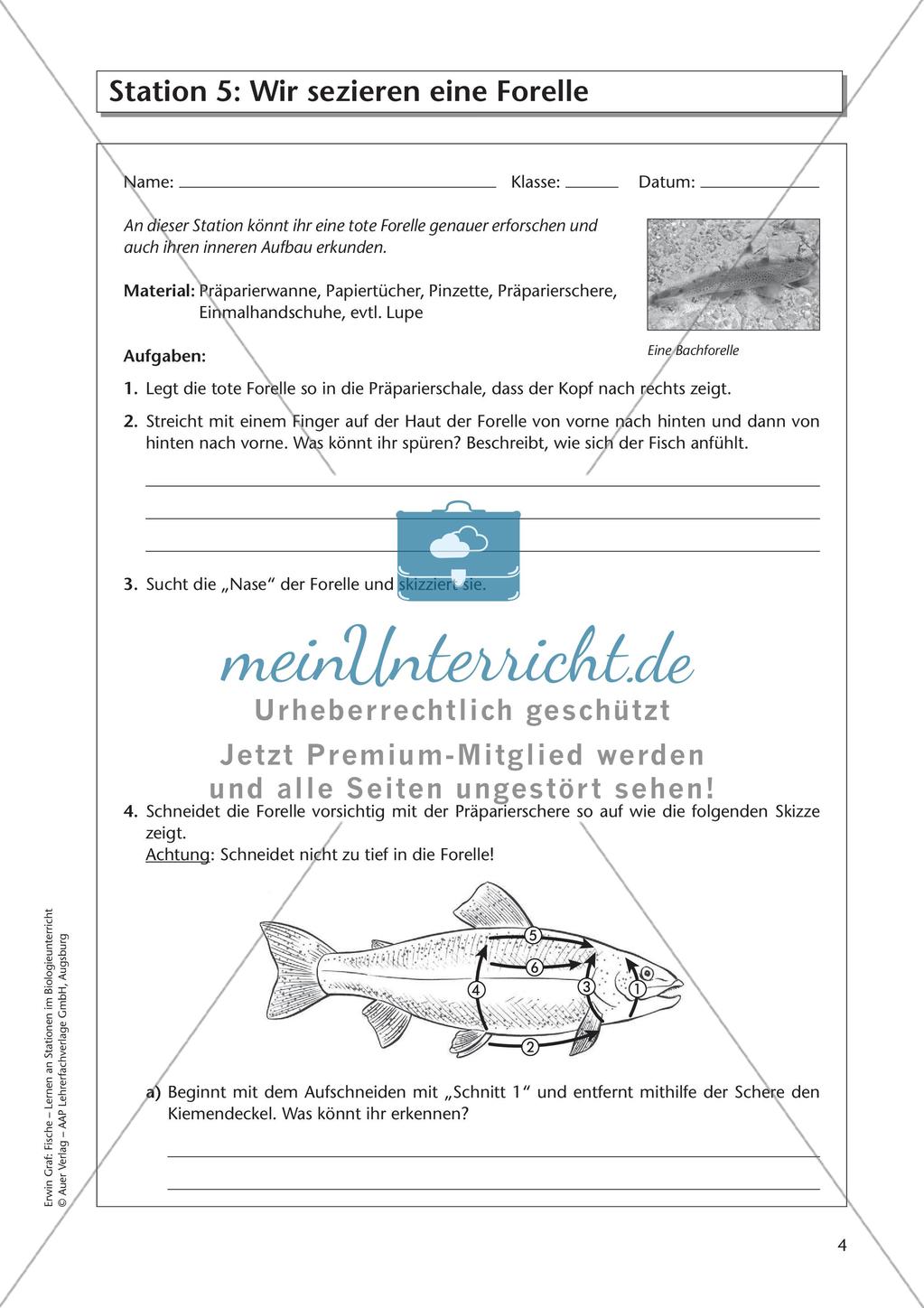 Der Körperbau der Fische Preview 6
