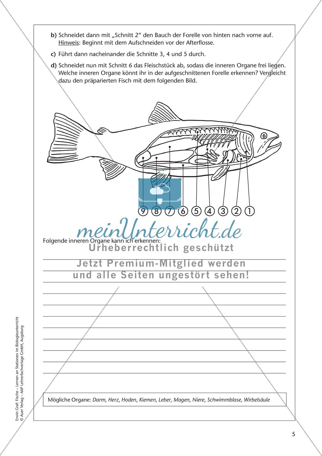 Der Körperbau der Fische Preview 7