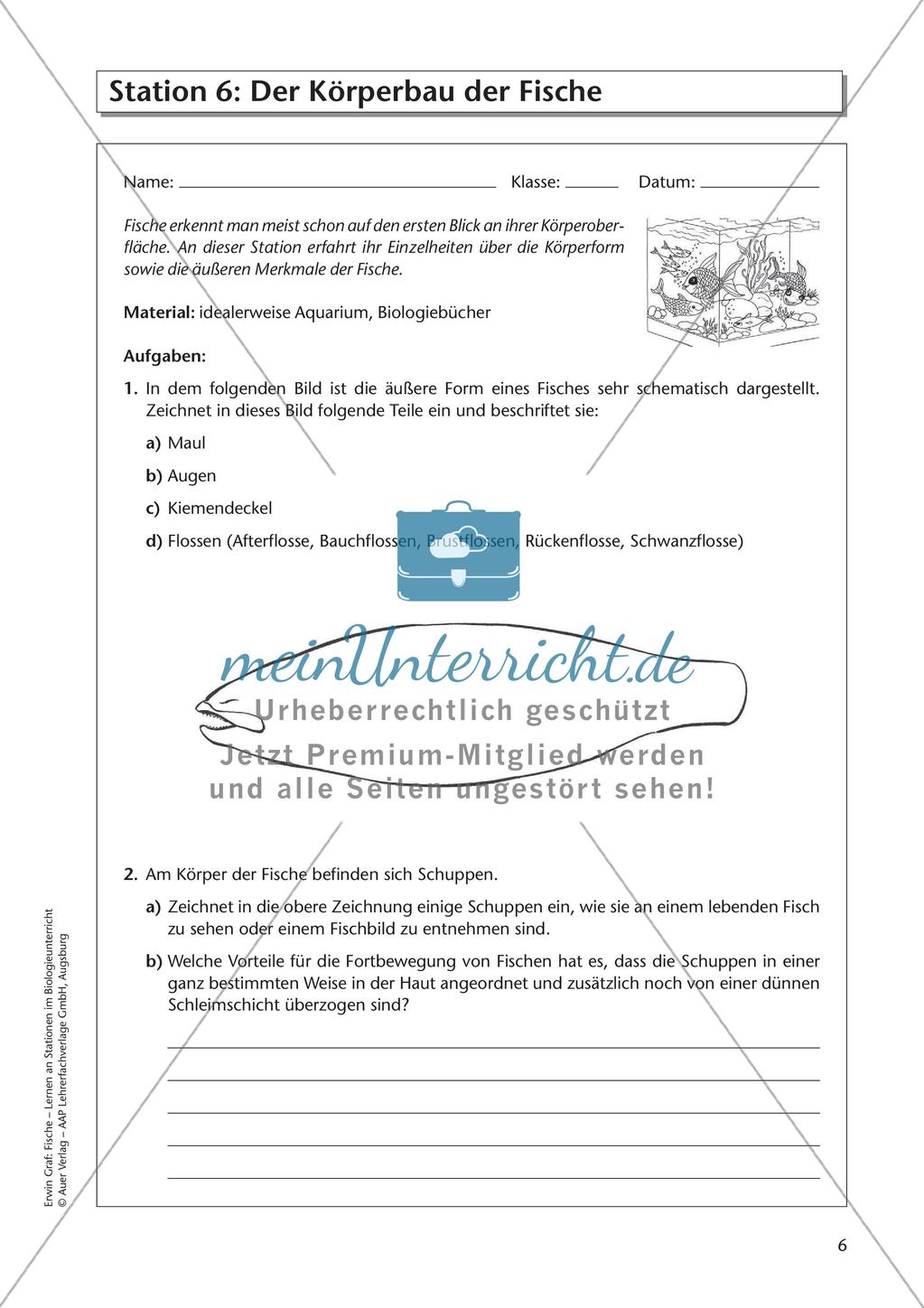 Der Körperbau der Fische Preview 8