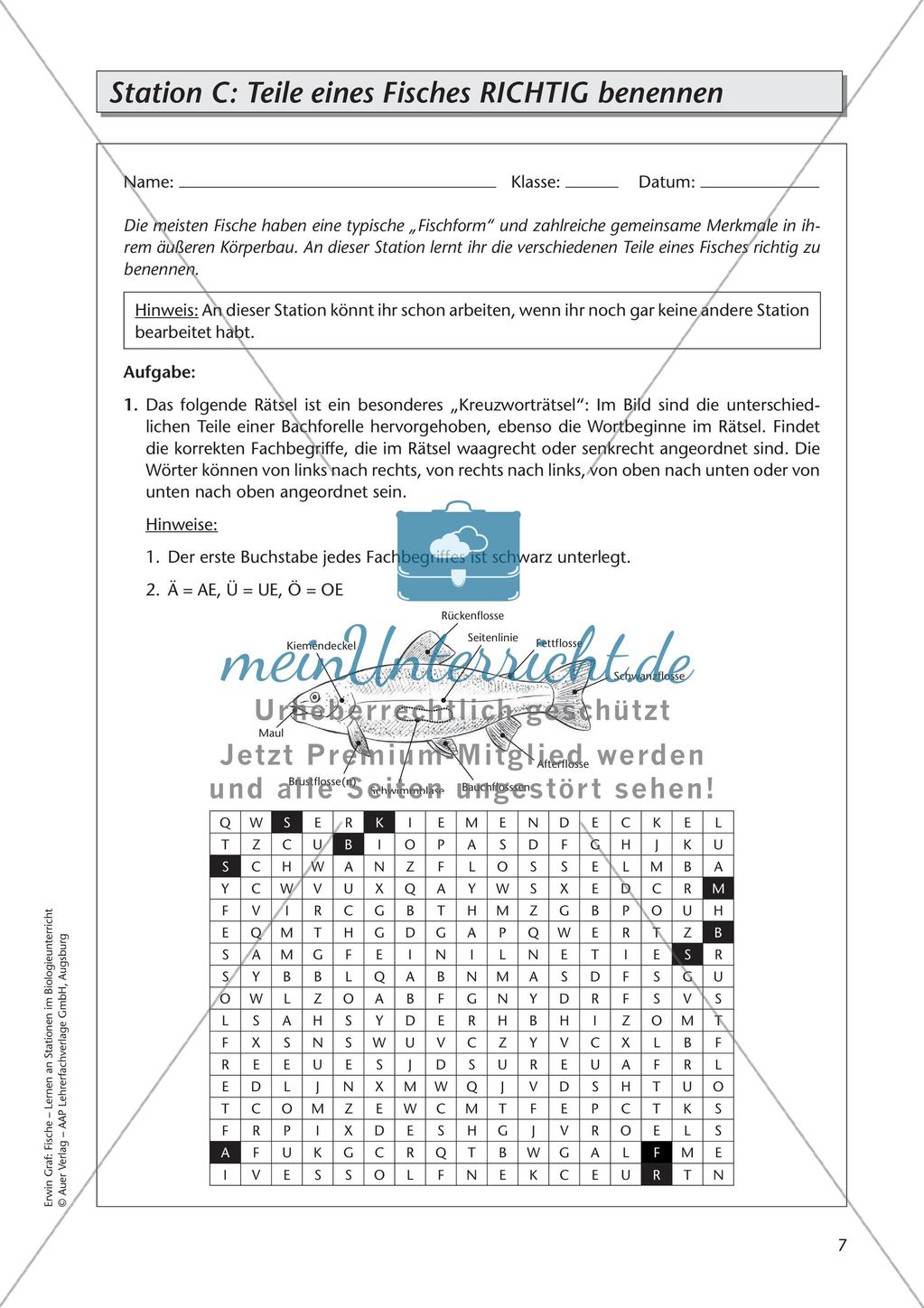 Der Körperbau der Fische Preview 9