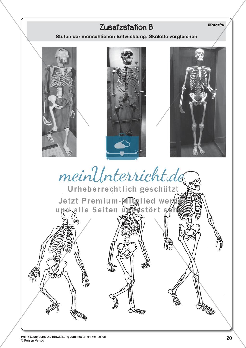 Die Entwicklung zum modernen Menschen Preview 22