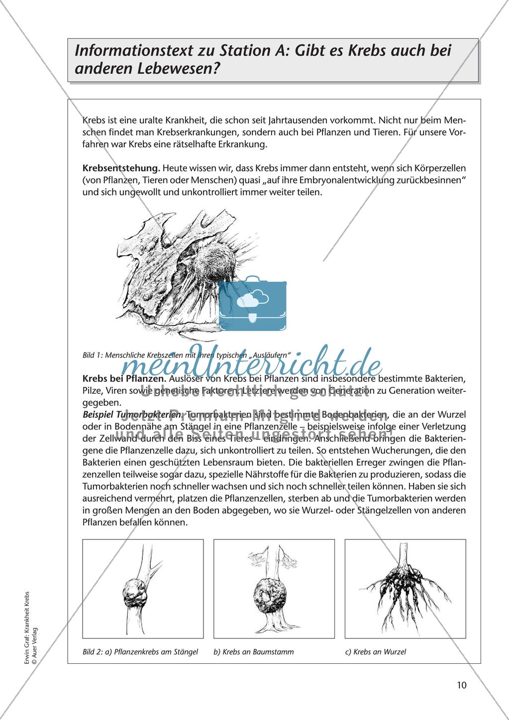 Grundlagen zu Zellen: Krankheit Krebs Preview 12