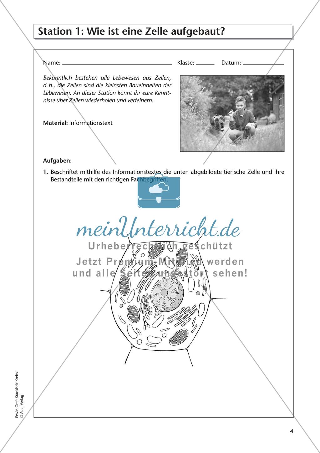 Grundlagen zu Zellen: Krankheit Krebs Preview 6