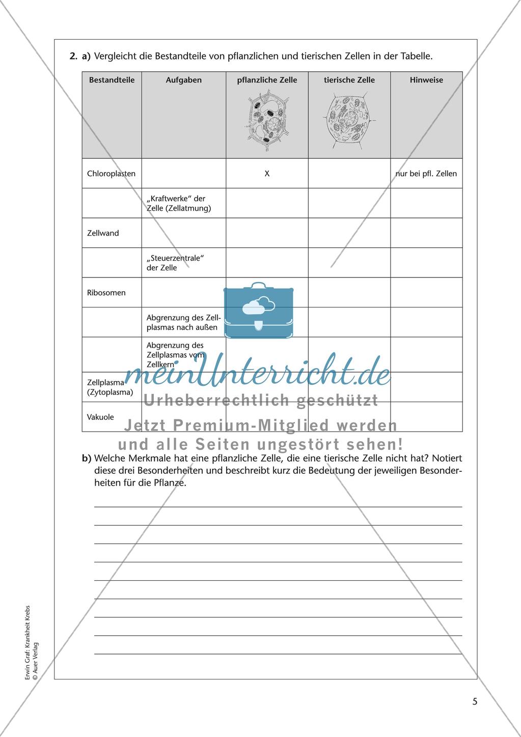 Grundlagen zu Zellen: Krankheit Krebs Preview 7