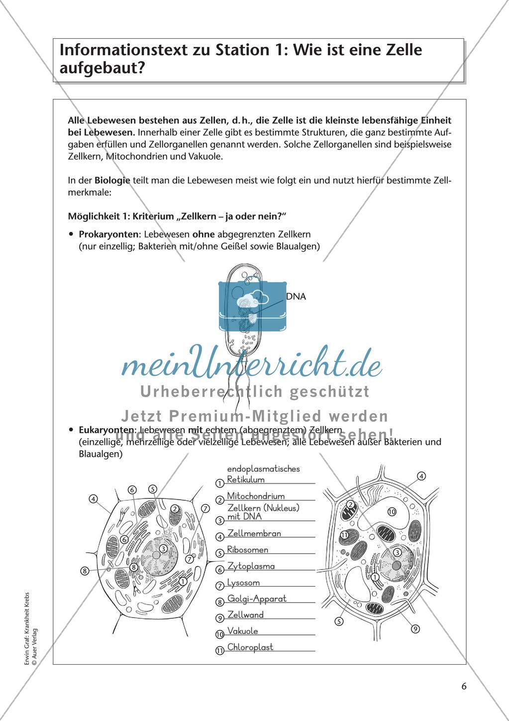 Grundlagen zu Zellen: Krankheit Krebs Preview 8