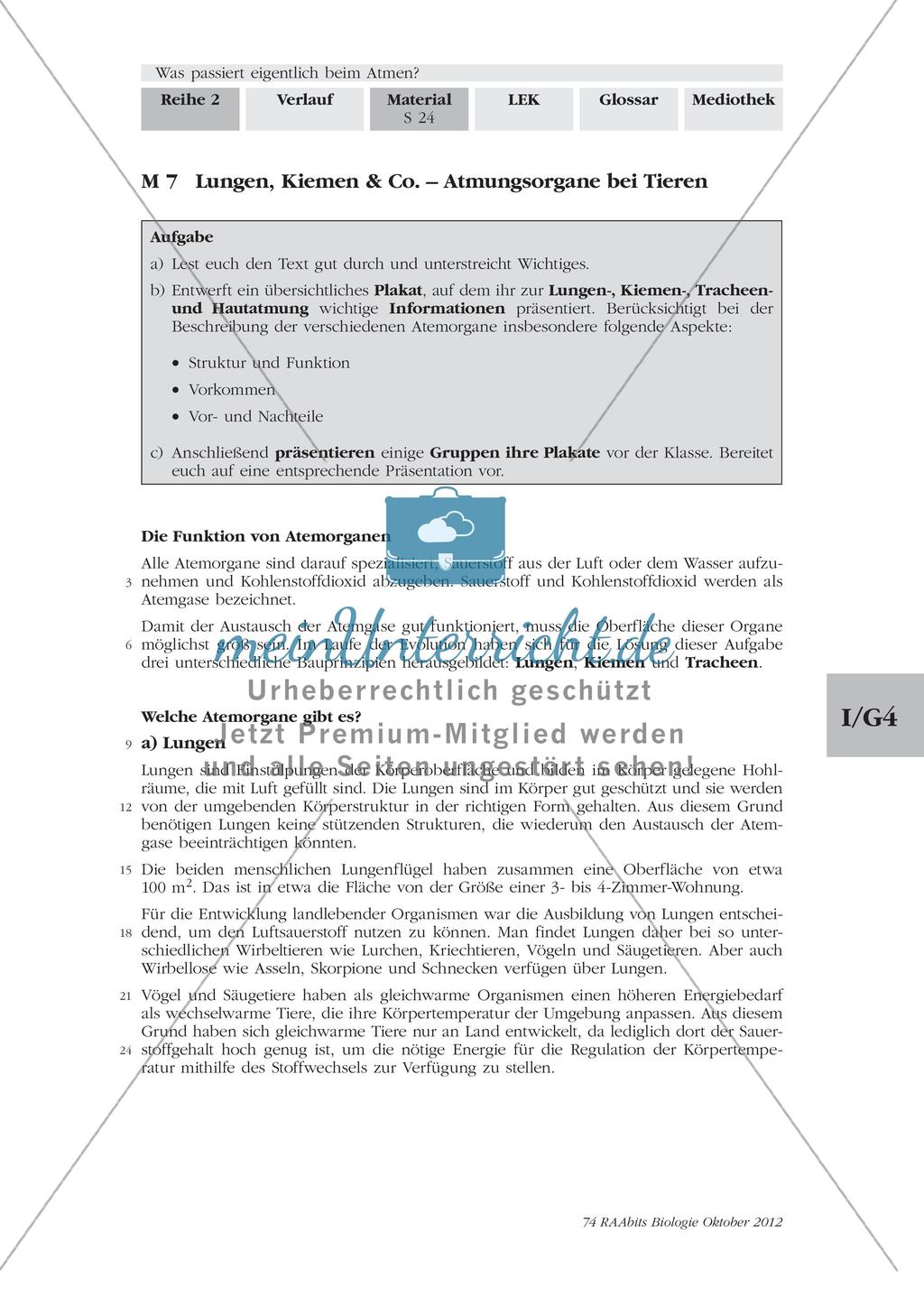 Atmungsorgane bei Tieren Preview 1