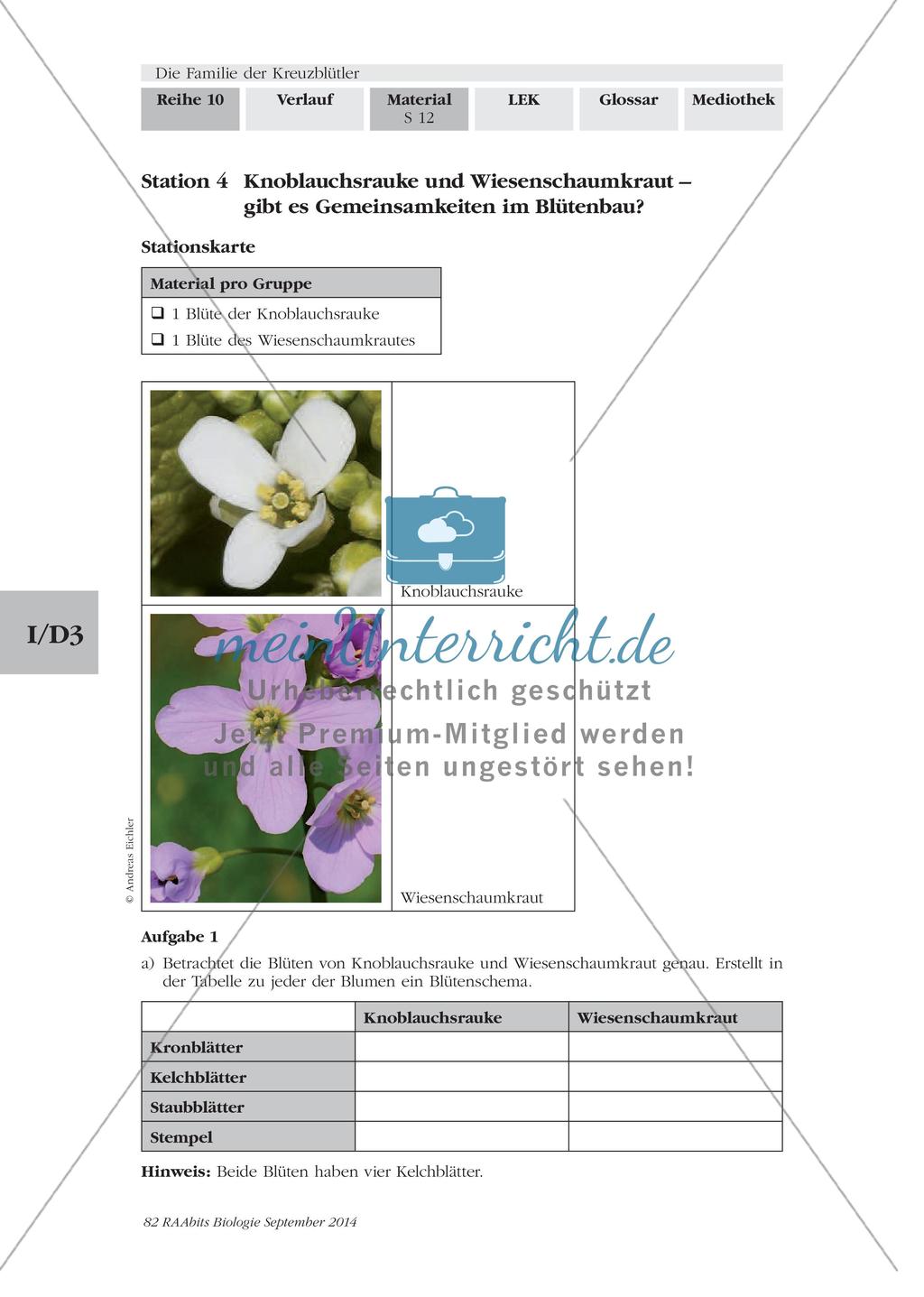 Stationenarbeit: Familie der Kreuzblütler Preview 10