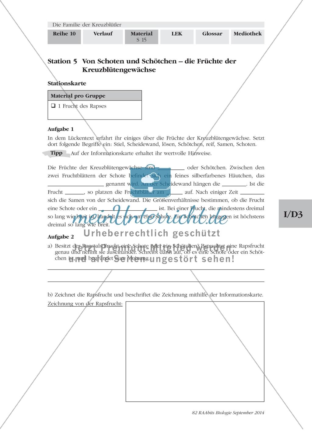 Stationenarbeit: Familie der Kreuzblütler Preview 13