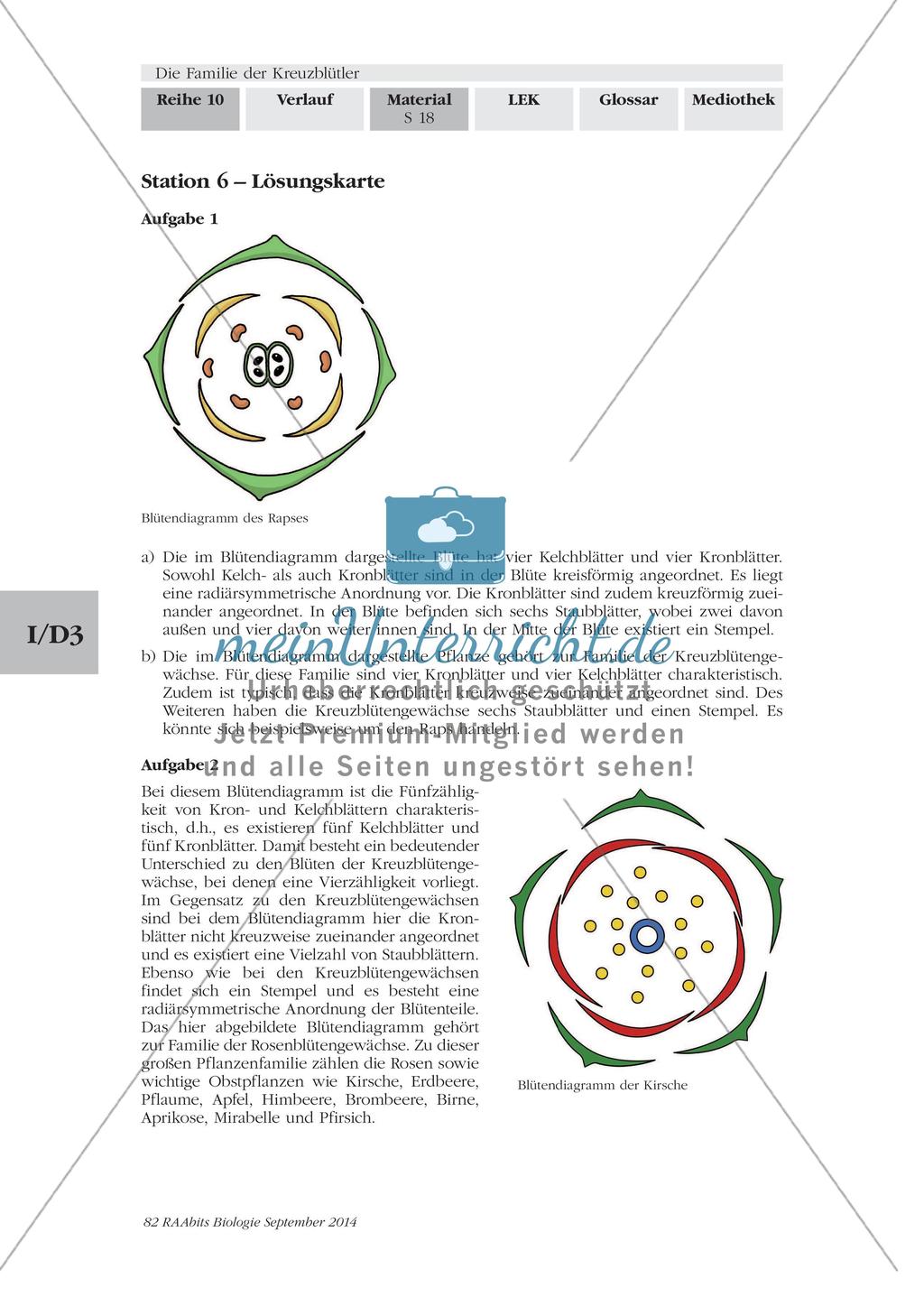 Stationenarbeit: Familie der Kreuzblütler Preview 16