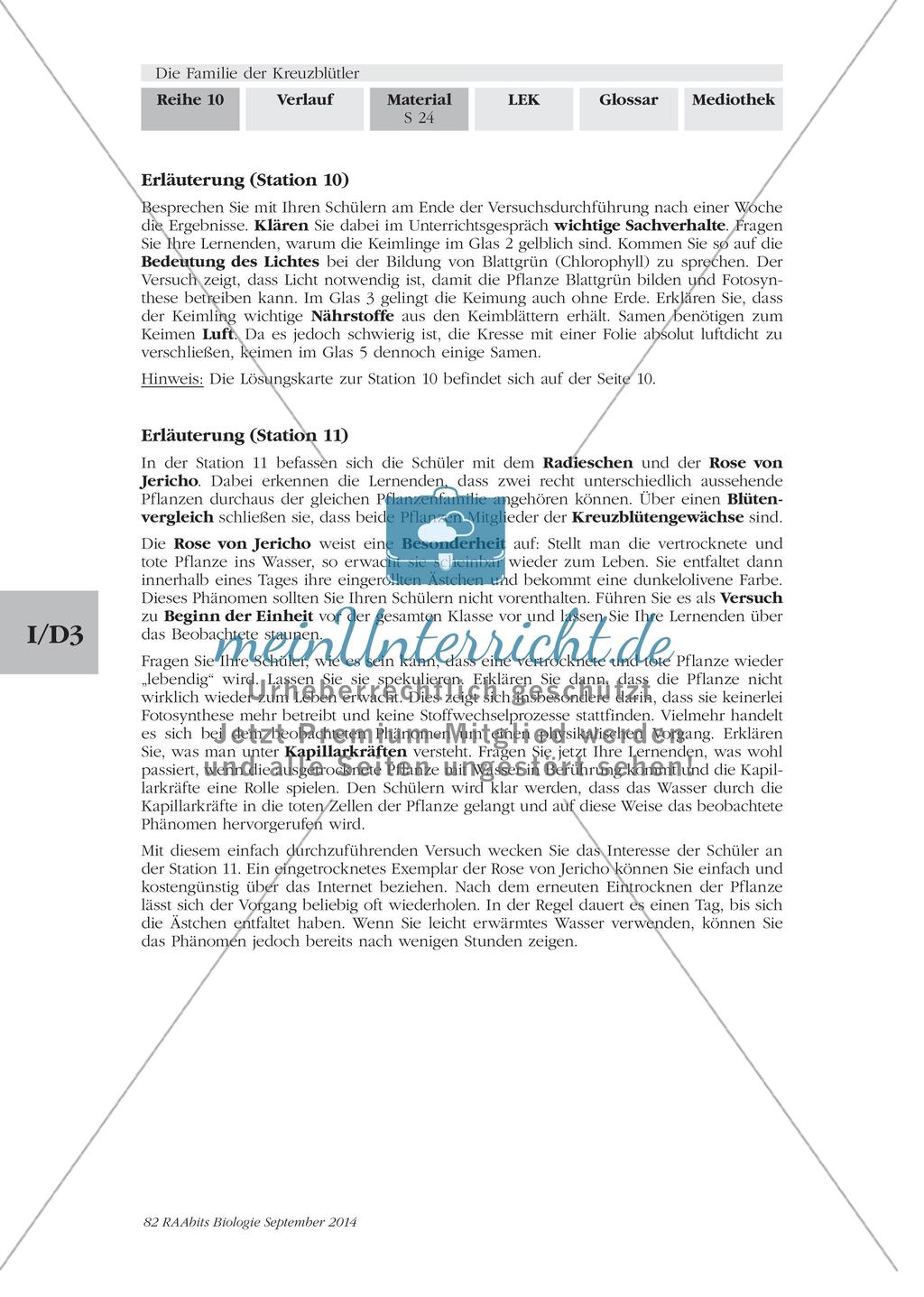 Stationenarbeit: Familie der Kreuzblütler Preview 22