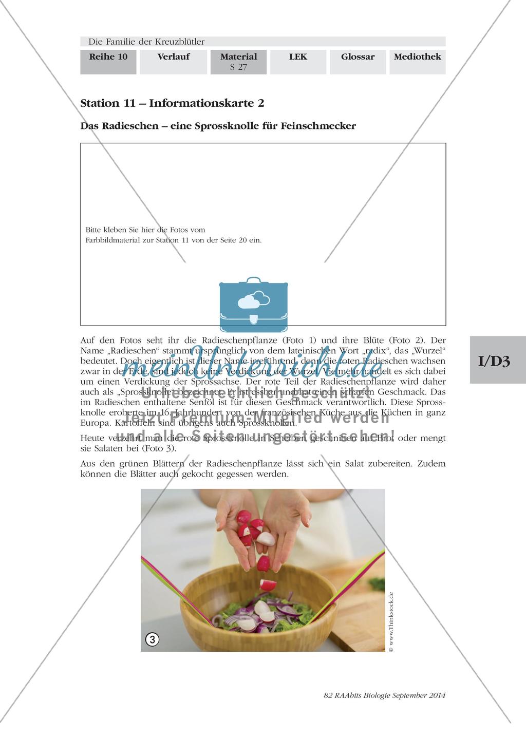 Stationenarbeit: Familie der Kreuzblütler Preview 25