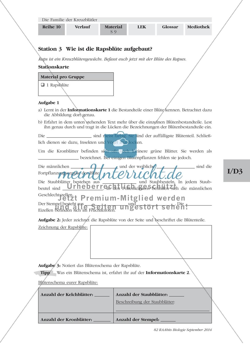 Stationenarbeit: Familie der Kreuzblütler Preview 7