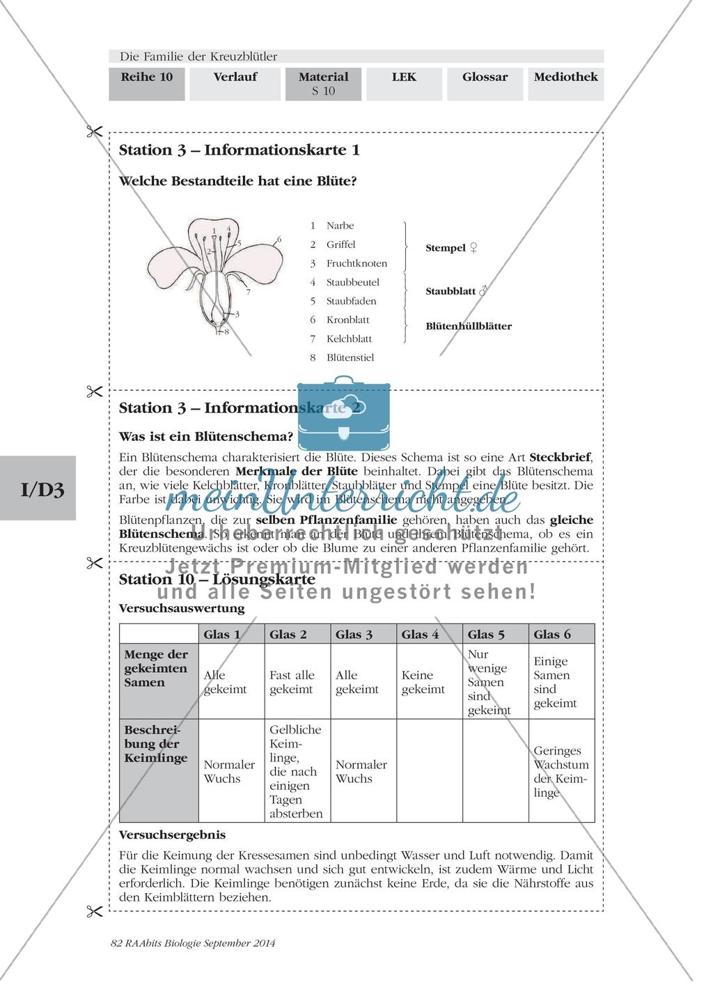 Stationenarbeit: Familie der Kreuzblütler Preview 8