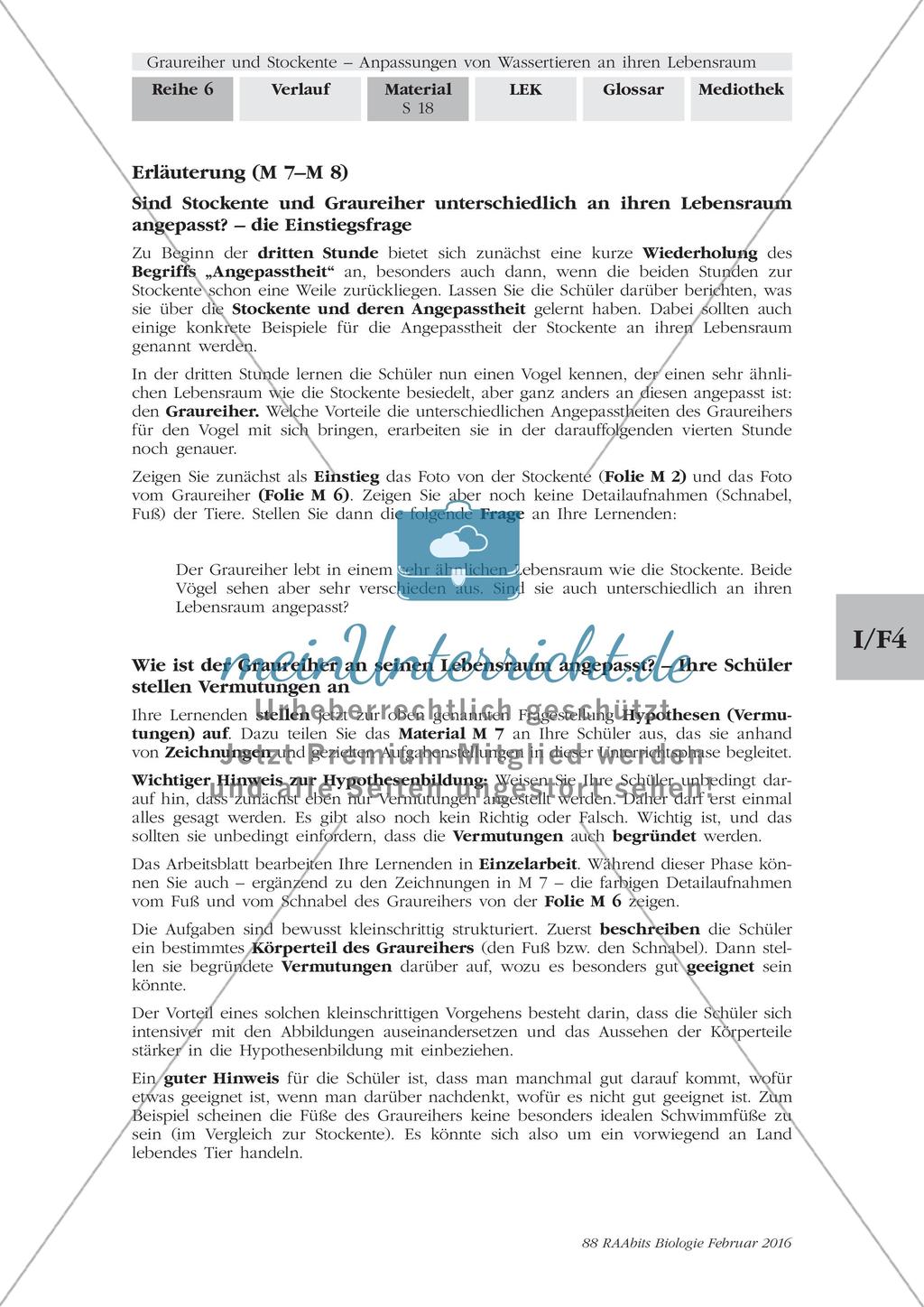 Anpassung des Graureihers an seinen Lebensraum Preview 4