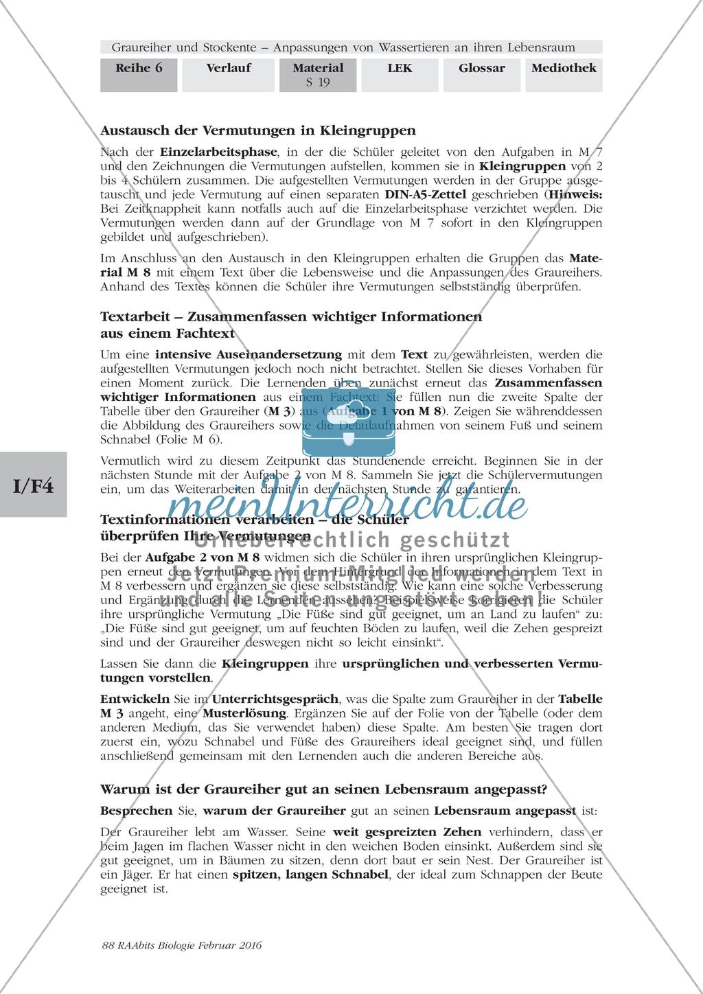 Anpassung des Graureihers an seinen Lebensraum Preview 5