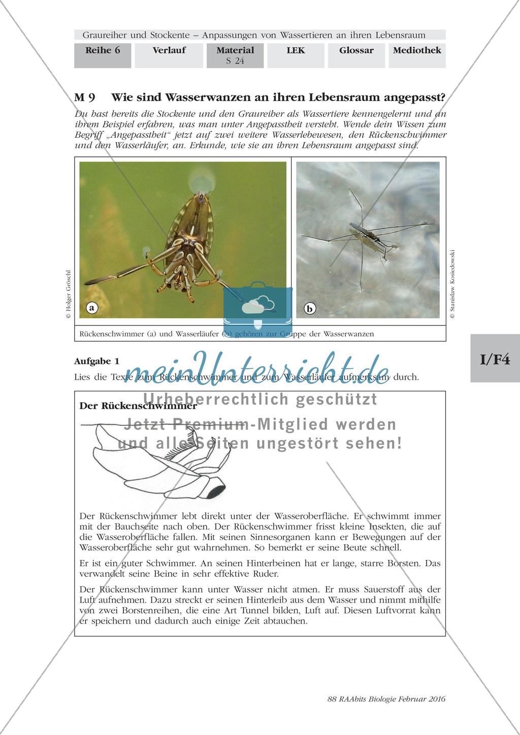 Anpassung der Wasserwanzen an ihren Lebensraum Preview 1