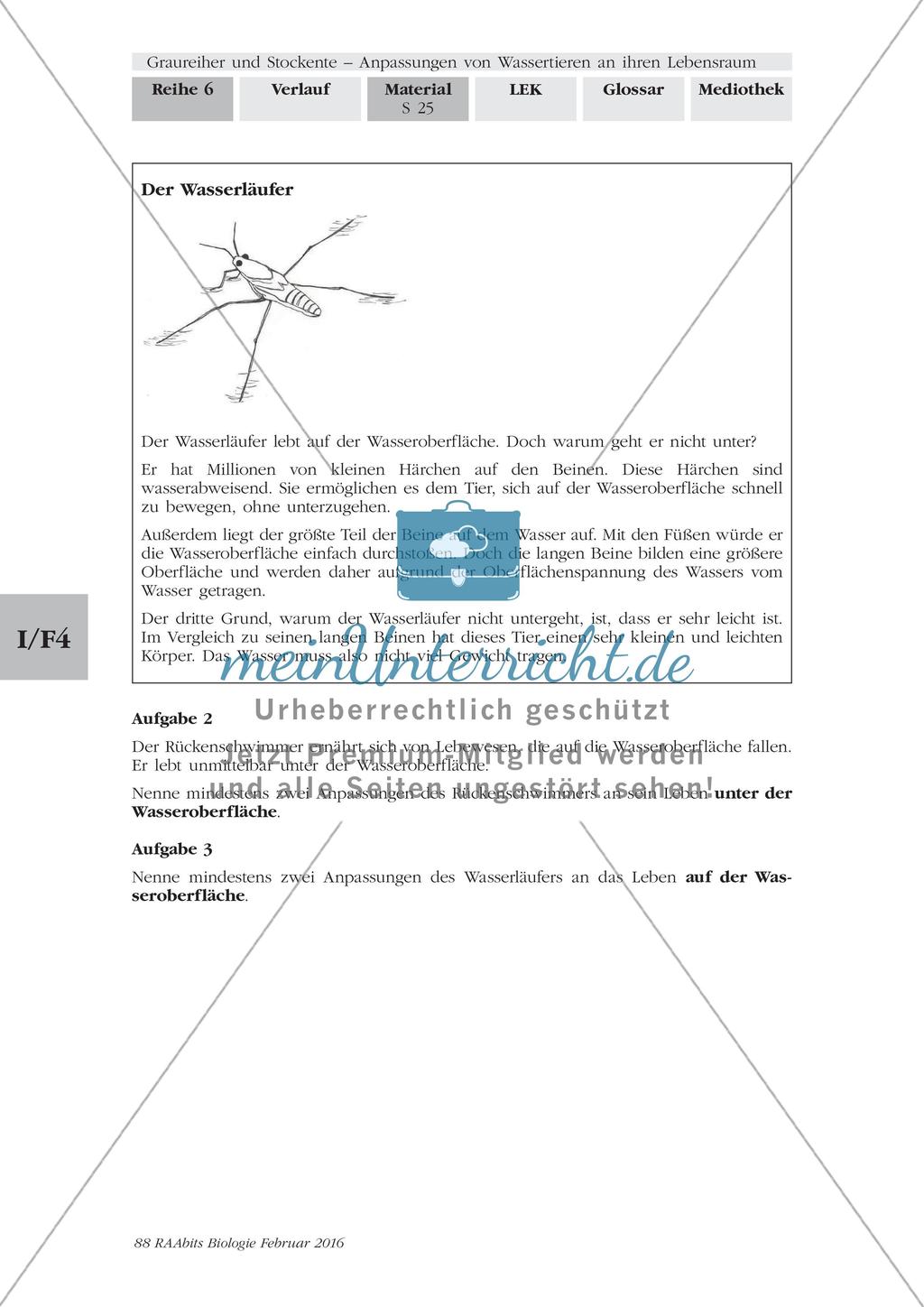 Anpassung der Wasserwanzen an ihren Lebensraum Preview 2