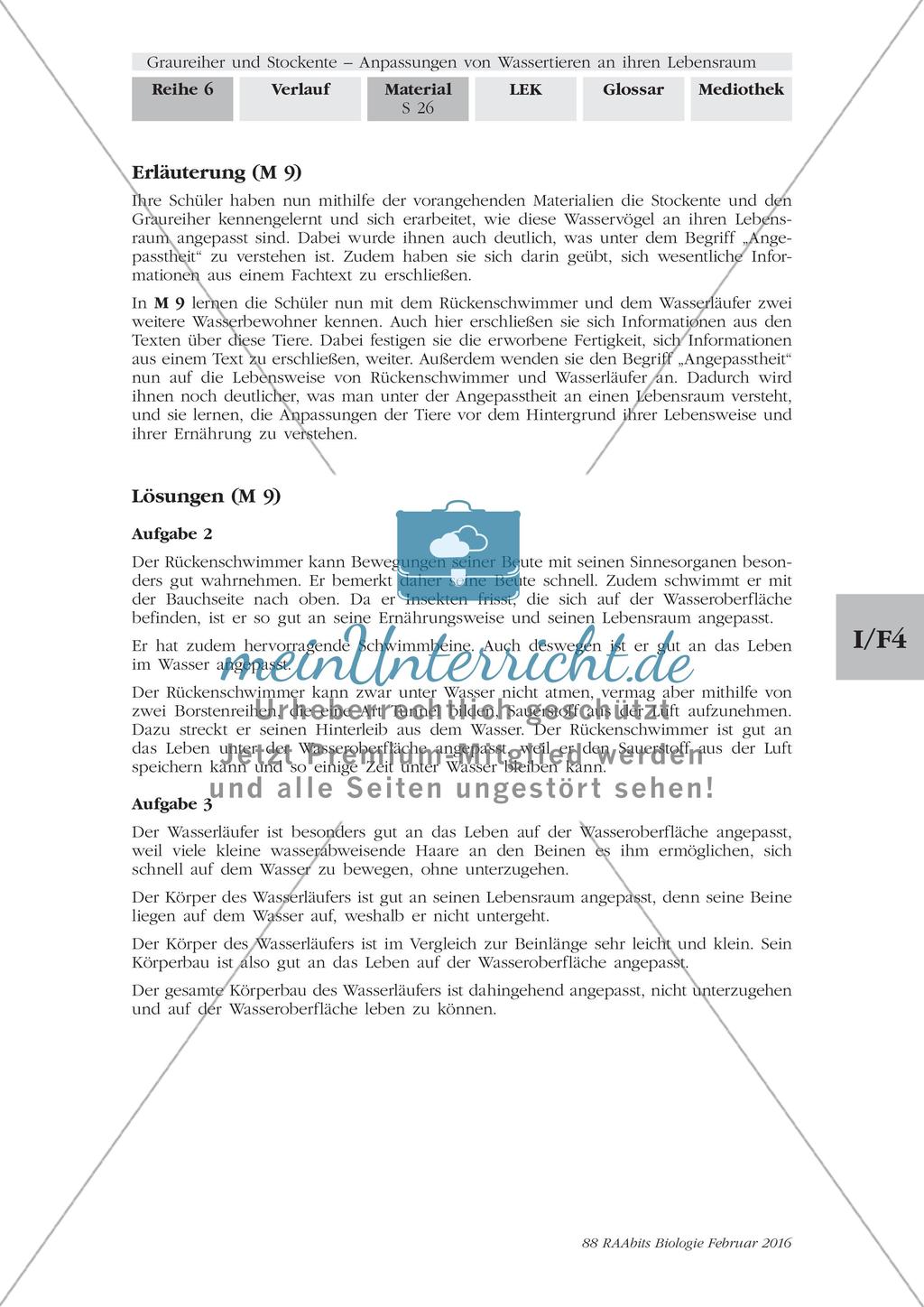 Anpassung der Wasserwanzen an ihren Lebensraum Preview 3