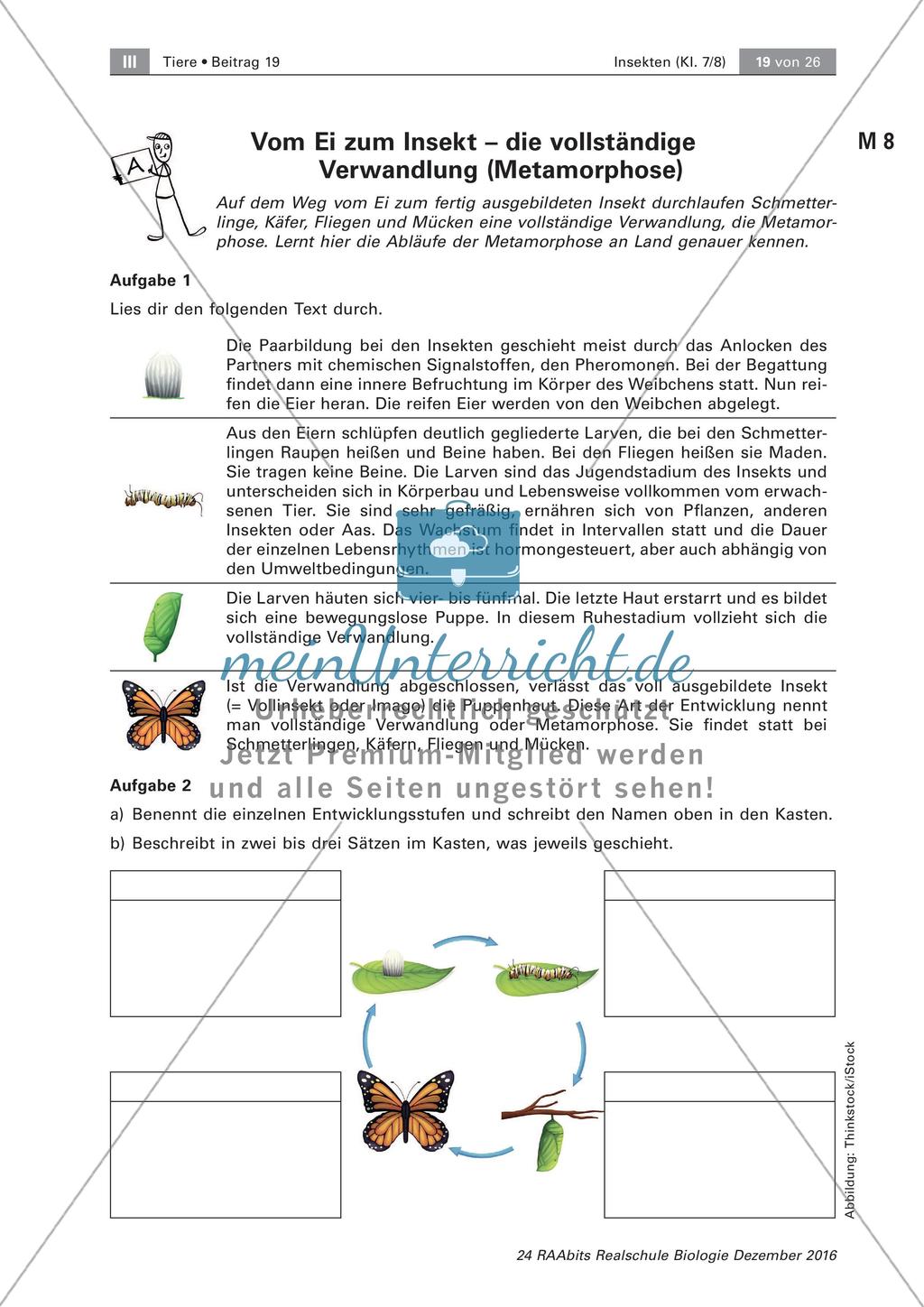 Insekten: Entwicklung Preview 1
